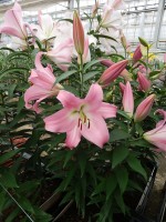 [5161 Tabledance Mak2L No01.JPG]